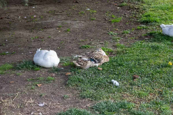 Huzurlu Park 'ta Çimenlik ve Toprakta Dinlenen Ördekler