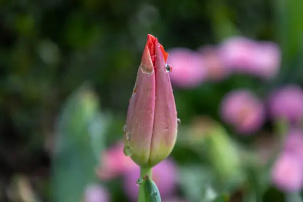 Bahar Bahçesinde Dew Drops ile Lale Bud 'ın Yakın Çekimi