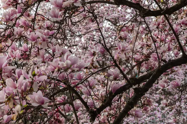 Pembe ve Beyaz Yapraklı Dolgun Çiçekli Manolya Ağacı