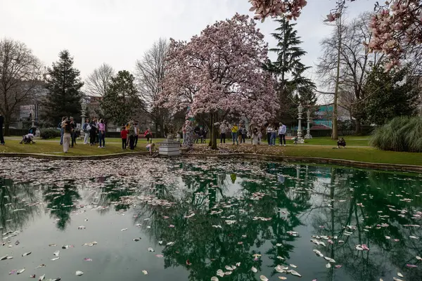 Taç Kaplamalı Gölet ile Magnolia Ağaç Bahçesi 'nde İlkbahar