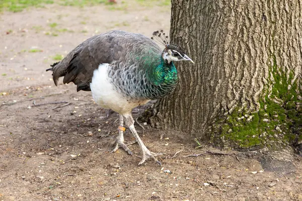 Bahar Bahçesi 'nde Tavuskuşu Yürüyüşü