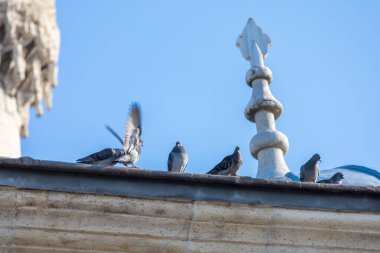 Mavi Gök 'le Tarihi Bina' da Güvercinler