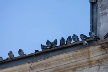 Güvercinler Gökyüzünün Altındaki Eski Bina Sınırı 'na tünediler