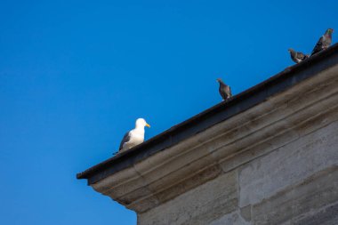 Martı ve Güvercinler Tarihi Bina Çatısı 'nda