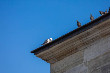 Martı ve Güvercinler Tarihi Bina Çatısı 'nda