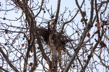Kuş Yuvası Yapraksız Ağaç Dallarında Kışın