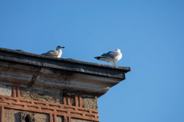 İstanbul 'daki Tarihi Binanın Kıyısında Dinlenen İki Martı
