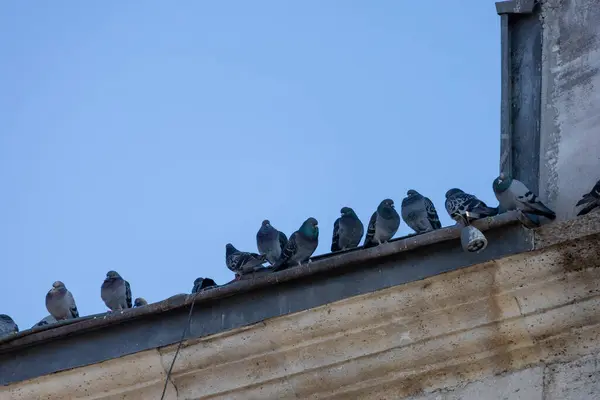Güvercinler Gökyüzünün Altındaki Eski Bina Sınırı 'na tünediler