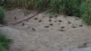 Bir grup kuş, bir hortumun yakınındaki kumlu bir alanda toplanıyor. Kuşlar bölgenin dört bir yanına dağılmış, bazıları hortuma daha yakın, bazıları ise daha uzaktadır. Sahne sakinlik hissi veriyor.