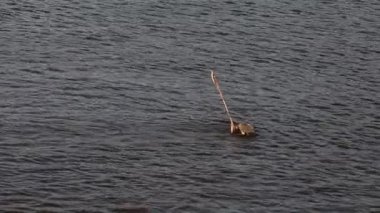 Bir kuş suda yüzüyor. Su karanlık ve sakin. Kuş bir balıkçıl.