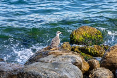 Deniz kenarındaki Kıyı Kayalıklarında Martı
