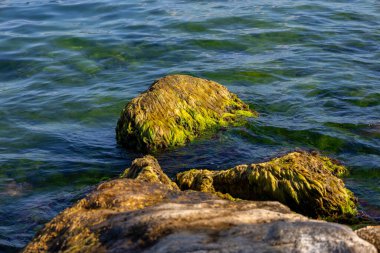 Berrak Deniz Suyunda Yosun Kıyı Kayalıkları