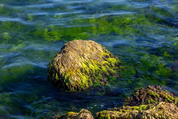 Berrak Deniz Suyunda Yosun Kıyı Kayalıkları