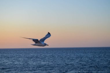 Gün batımında Sakin Deniz 'de Uçan Martı