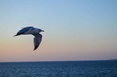 Gün batımında Sakin Deniz 'de Uçan Martı