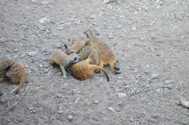 Bir grup mirket Rocky Ground 'da etkileşim içinde.