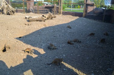 Bir grup mirket Rocky Ground 'da etkileşim içinde.