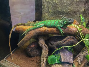 Teraryum 'daki Ağaç Dalında Dinlenen Yeşil İguana