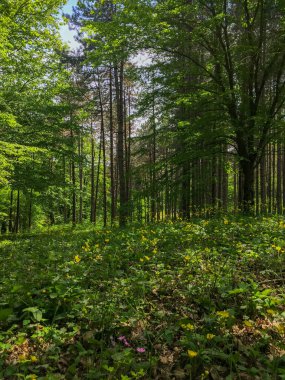 İlkbaharda kır çiçekleriyle yemyeşil orman