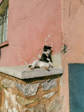 Rahat Sokak Kedisi Pembe Duvara Karşı Taş bir çıkıntıda oturuyor