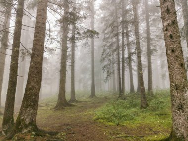 Uzun Çam Ağaçları ve Yumuşak Yeşil Yosun ile Sisli Orman