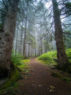 Uzun Çam Ağaçları ve Yumuşak Yeşil Yosun ile Sisli Orman