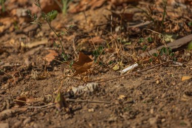 Düşen yaprakları ve küçük yeşil bitkileri olan kuru toprak.