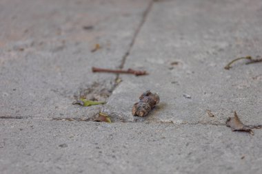 Kırık taş kaldırımda küçük bir odun parçası.