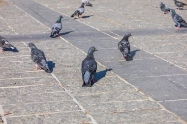 Gün ışığında Taş Köşkünde Yürüyen Güvercinler
