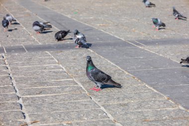 Gün ışığında Taş Köşkünde Yürüyen Güvercinler
