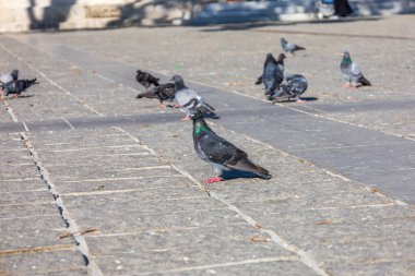 Gün ışığında Taş Köşkünde Yürüyen Güvercinler