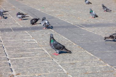 Gün ışığında Taş Köşkünde Yürüyen Güvercinler
