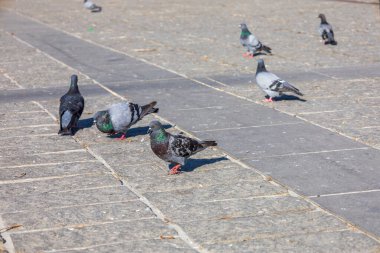 Gün ışığında Taş Köşkünde Yürüyen Güvercinler