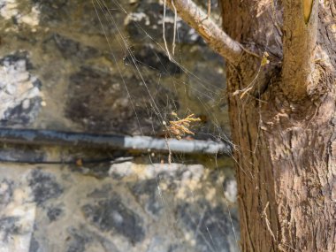 Ağaç dalındaki narin örümcek ağı