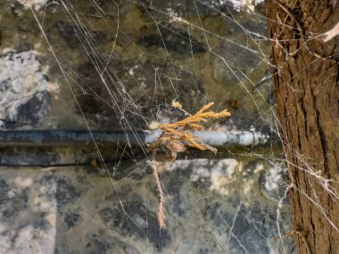 Ağlı örümcek ağı Ağaç dalında örümcek