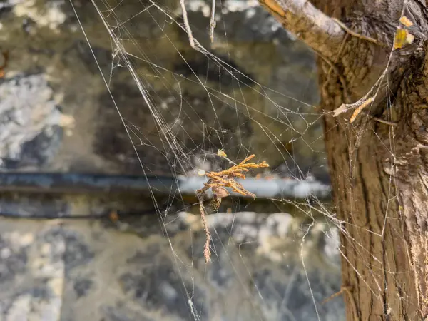 Ağaç dalında Karmaşık Örümcek Ağı