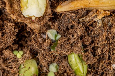 Zengin, karanlık topraklarda çoğalan sulu bir yaprağın yakın çekimi