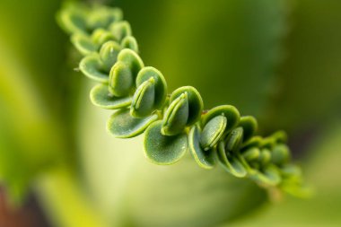 Canlı yeşil sulu bir bitkiye yakın çekim, yeni yapraklar, büyümeyi ve yaşamı temsil ediyor.