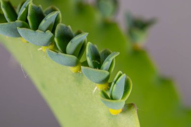 Canlı yeşil sulu bir bitkiye yakın çekim, yeni yapraklar, büyümeyi ve yaşamı temsil ediyor.