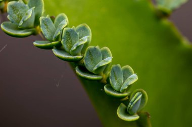 Canlı yeşil sulu bir bitkiye yakın çekim, yeni yapraklar, büyümeyi ve yaşamı temsil ediyor.