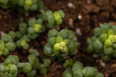 Zengin, karanlık topraklarda yetişen küçük, sulu bir bitkinin yakın çekimi.