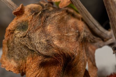Kurumuş, solmuş bir çiçeğin detaylı görüntüsü çürümeyi ve doğanın döngüsünü simgeliyor.