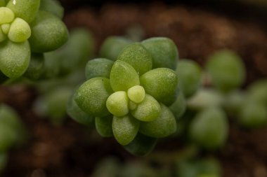 Canlı yeşil sulu bir bitkiye yakın çekim, yeni yapraklar, büyümeyi ve yaşamı temsil ediyor.