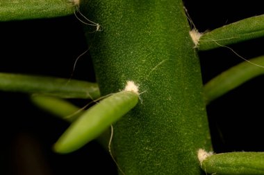 İnce tüyleri, doğası ve botanik konsepti olan yeşil sulu bir gövdenin ayrıntılı görüntüsü.