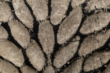 Yaprak desenli oyulmuş taş ya da beton yüzeyin soyut yakın çekimi