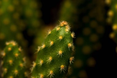 Yeşil bir kaktüs bitkisinin sert ve dikenli yüzeyinin detaylı görüntüsü.