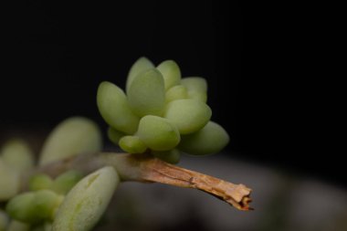 Siyah arkaplanı olan küçük sulu bir bitkinin kenar açılı görüntüsü