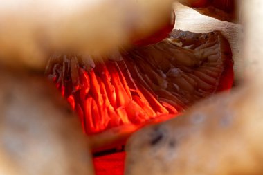 Mantar solungacına yakın çekim, canlı kırmızı ışık ve dramatik bir etkisi var.