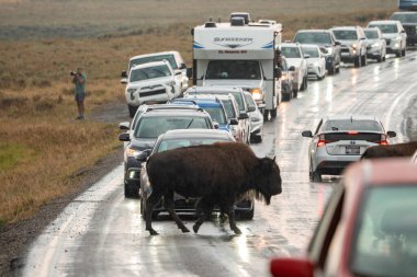 Bison ormanda trafiğin ortasında karşıdan karşıya geçiyor. Yellowstone Ulusal Parkı 'nda arabalardan geçen vahşi bir hayvan. Yaz boyunca ünlü turist eğlencesi.