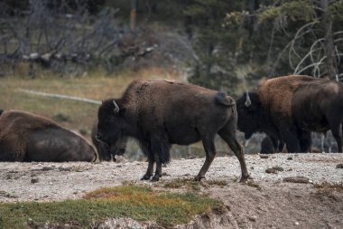 Bizonlar vadideki jeotermal arazide duruyorlar. Yellowstone Ulusal Parkı 'ndaki ormandaki vahşi hayvan sürüsü. Meşhur turistik geziler için sürüklenen memelilerin boynuzları..